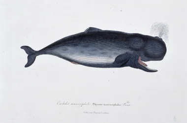 Luonnonhistoriallinen levy: Zoologinen kartta, joka kuvaa makrokefaalista kaskelottia, Physeter macrocephalus, Bonn - luonnontieteilijä Georges Louis Leclercin, Buffonin kreivin (1707 - 1788) "" Buffonin teoksissa". Kaiverrus vuodelta 1837.