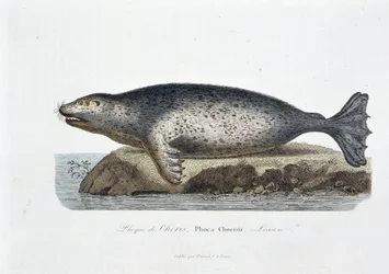Luonnontieteellinen taulu: Zoologinen taulu, joka kuvaa Choriksen sinettiä, Phoca Chorisii, Oppitunti - luonnontieteilijä Georges Louis Leclercin, Buffonin kreivin (1707 - 1788) teoksessa "" Buffonin teokset"". Kaiverrus vuodelta 1837.
