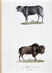 Luonnontieteellinen lautakunta: Eläintutkimuslautakunta, joka edustaa 1. Buffaloa ja kahta. Le bison - luonnontieteilijä Georges Louis Leclercin, Buffonin kreivin (1707 - 1788) teoksessa "Buffonin teokset"". Kaiverrus vuodelta 1837.