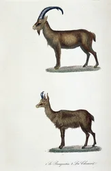 Luonnontieteellinen lautakunta: Eläintieteelliset taulut, jotka edustavat 1. Ibex ja 2. Le Chamois - luonnontieteilijä Georges Louis Leclercin, Buffonin kreivin (1707 - 1788) "" Completes de Buffon -kirjassa". Kaiverrus vuodelta 1837.