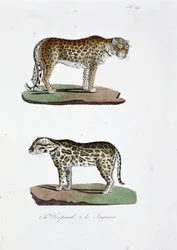 Luonnontieteellinen lautakunta: Eläintieteelliset lautakunnat, jotka edustavat 1. Leopardia ja 2. Le Jaguaria - luonnontieteilijä Georges Louis Leclercin, Buffonin kreivin (1707 - 1788) teoksessa "" Complete Works of Buffon"". Kaiverrus vuodelta 1837.