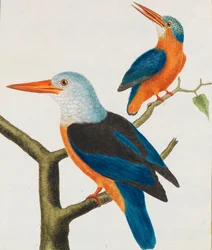Luonnonhistoria. Linnut. Valaistut levyt, 1766-1782.