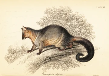 Harvinainen harjapyrstö, Trichosurus vipecula. ,1841 (kaiverrus)