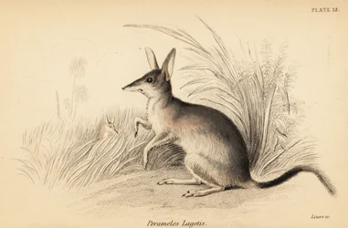 Suuri bilby, Macrotis lagotis. Uhanalainen. ,1841 (kaiverrus)