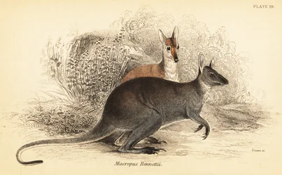 Punakaulainen wallaby, Macropus rufogriseus. ,1841 (kaiverrus)