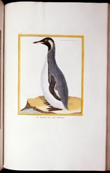 Pingviini, Falklandinsaaret, "Lintujen luonnonhistoriasta", 1770-86