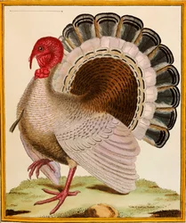 Turkki, "Histoire Nouvelles des Oiseaux", 1771-86