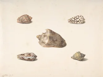 Five Shells, n.d.