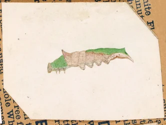 Oak Leaf Edge Caterpillar..., 1900-luvun alku.
