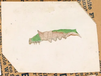 Oak Leaf Edge Caterpillar, opinnäytetyö kirjaa varten Concealing Coloration in the Animal Kingdom varten.