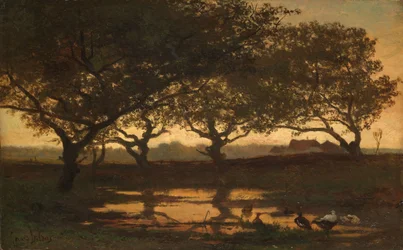 Woodland Pond auringonlaskun aikaan Lampi metsässä auringonlaskun aikaan