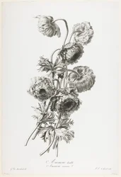 Kaksoisvuokko, Fleurs Dessinees d