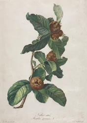 Viljelty mispeli (Mespilus germanica)