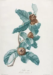 Viljelty mispeli Mespilus germanica, n. 1800.