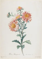 Reine-Marguerite, Fleurs Dessinees d