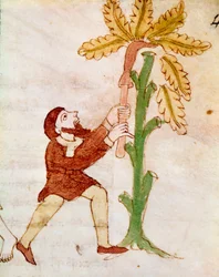 Maanviljelijä, joka kaivertaa pienoispuun oksia Rabanus Maurus Magnentiuksen (tai Raban Maurin tai Rabano Mauron, n. 780-856) käsikirjoituksesta "De Universo" tai "De rerum naturis". 9. vuosisadalla. Mount Cassin Abbeyn arkisto