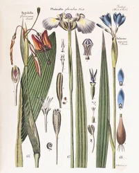 Lautas "lehti puutarhureille, kasvitieteilijöille ja kukkien ystäville", 1840-43