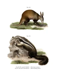 Aardvark, 1860
