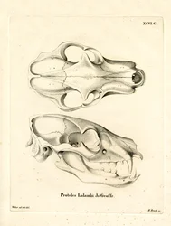 Aardwolf Skull (värillinen kaiverrus)