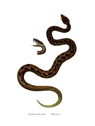 Adder (väri litho)