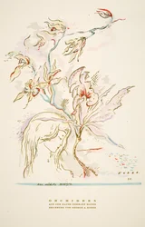 Mainos "Orchideen aus dem Hause Hermann Roth" lehdestä Styl, pub.1922 (pochoir-painatus).
