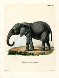 Afrikkalainen norsu (värillinen kaiverrus)