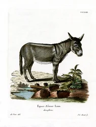 African Wild Ass (värillinen kaiverrus)