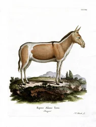 African Wild Ass (värillinen kaiverrus)
