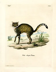 African Wildcat (värillinen kaiverrus)