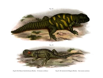 Nimi (värijäsenet)