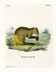 Agouti (värillinen kaiverrus)
