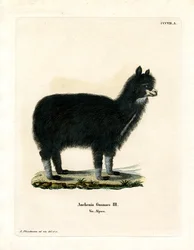 Alpaka (värillinen kaiverrus)