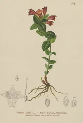 Alppibartsia (Bartsia alpina)