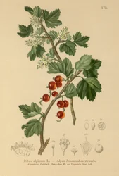 alppiherukka (Ribes alpinum)