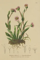 Alpine Erigeron (Erigeron alpinus)