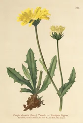 Alpine Hawks -parta (Crepis alpestris)