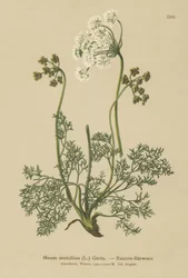 Alppilude (Meum mutellina, Ligusticum mutellina)