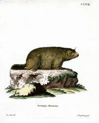 Alpine Marmot (värillinen kaiverrus)