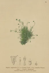 Alppihelmiwort (Sagina saginoides, Sagina Linnaei, Sagina saxatilis)
