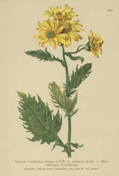 Alppien ragwort (Senecio cordifolius, Senecio cordifolius, Senecio alpinus, Jacobaea alpina)