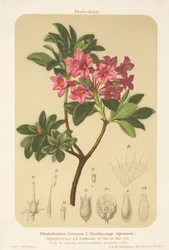 alppiruusu (Rhododendron hirsutum)