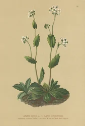 Alppien seinäkrassi (Arabis alpina)