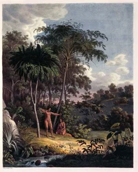 Alsophila, vesisaniaiset Amazonissa, taulukko XXVIII Johann Baptist Von Spixin ja Carl Friedrich Von Martiuksen Plantarum Cryptogamicarum Brasiliensiumista