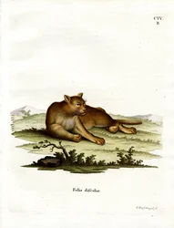 Amazon Cougar (värillinen kaiverrus)