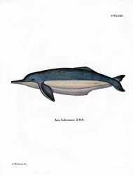 Amazon River Dolphin (värillinen kaiverrus)