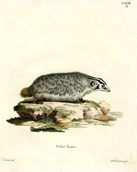 American Badger (värillinen kaiverrus)