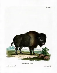 American Bison (värillinen kaiverrus)