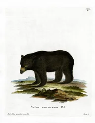 Amerikanmustakarhu