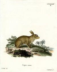 American Grey Rabbit (värillinen kaiverrus)