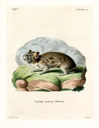 American Pika (värikaiverrus)